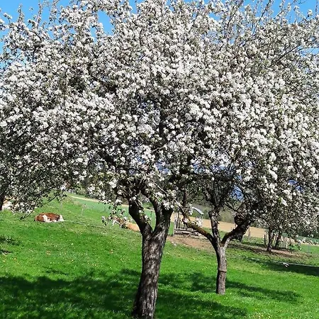 Klimbacher Wolfsberg