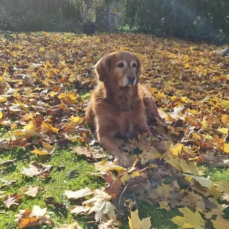 Klimbacher Appartement Wolfsberg