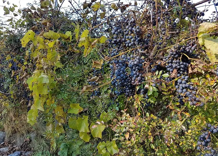 Klimbacher * Wolfsberg