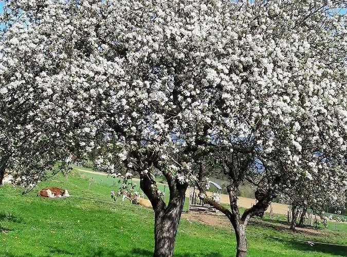 Klimbacher וולפסברג