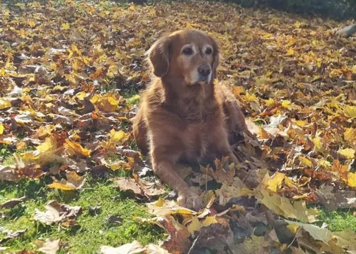 Klimbacher Apartamento Wolfsberg